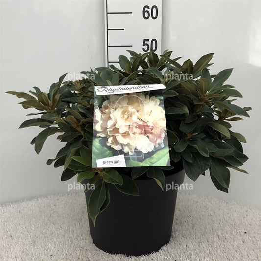 30 tot 40 cm breed, pot 10 liter