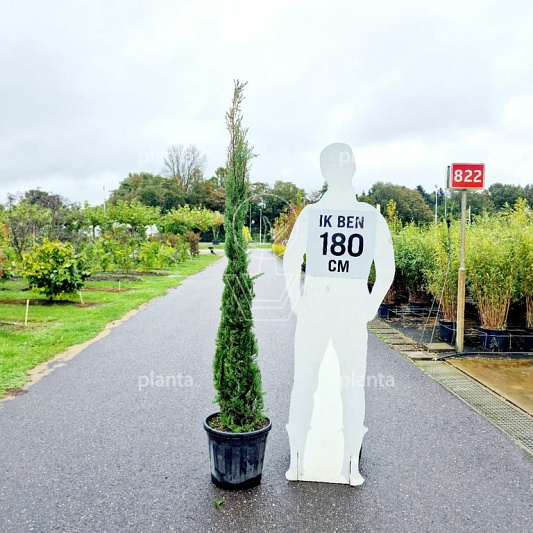 175 tot 200 cm hoog, pot 25 liter