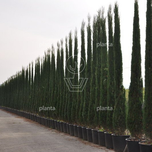 300 tot 350 cm hoog, pot 50 liter