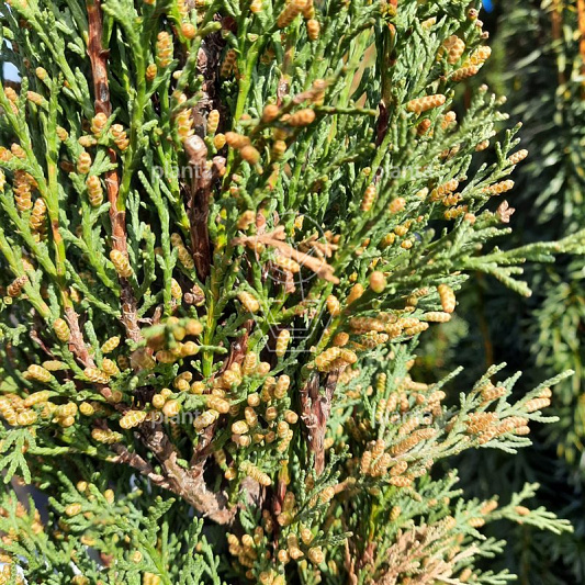 300 tot 350 cm hoog, pot 50 liter