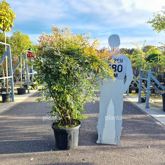 solitaire plant, 150 tot 175 cm hoog, in pot