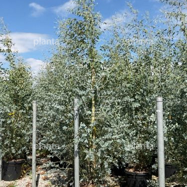Eucalyptus gunnii Azura Eucalyptus gunnii Azura 250-300, C50