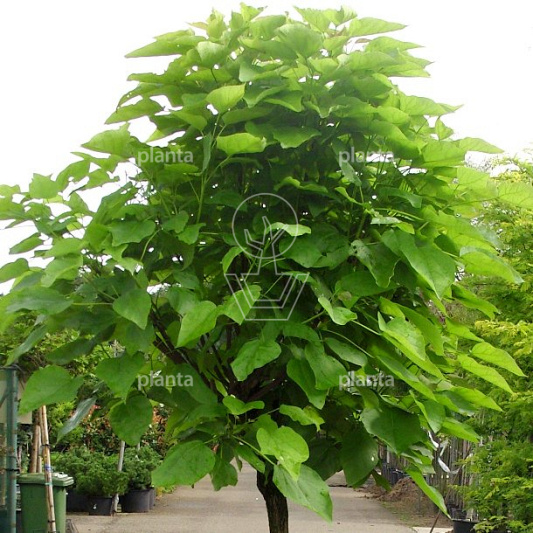 stam 225 cm hoog, stamomtrek 16-18 cm, draadkluit