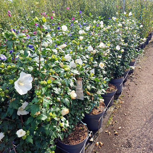 100 tot 150 cm hoog, pot 18 liter