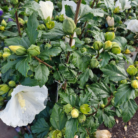 100 tot 150 cm hoog, pot 18 liter