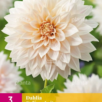 Dahlia 'Cafe au Lait'