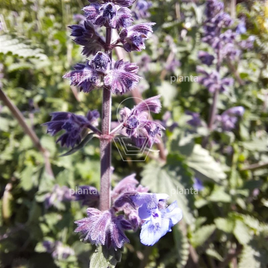 pot 11 cm, leverbaar