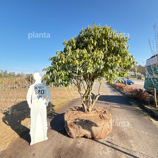 200-250 hoog, draadkluit, meerstammig, solitair