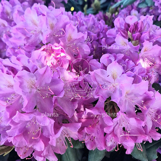 200-250 hoog, draadkluit, meerstammig, solitair