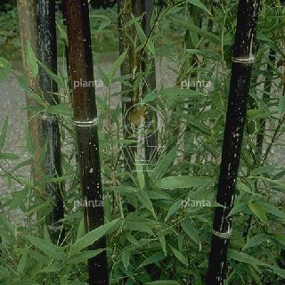 250 tot 300 cm hoog, pot 20 liter