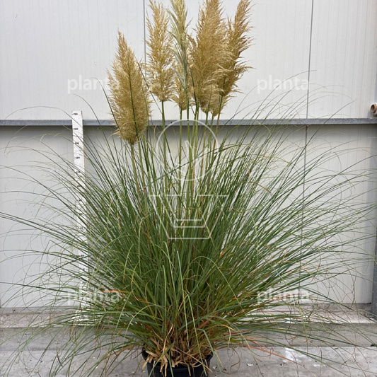 solitaire plant, pot 35 liter