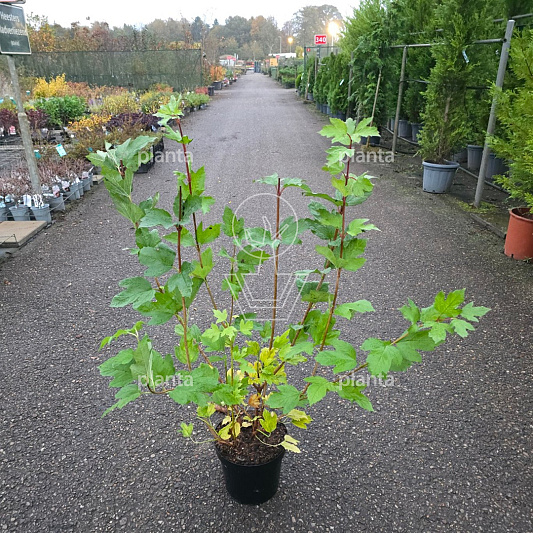 60 tot 80 cm hoog, pot 7.5 liter