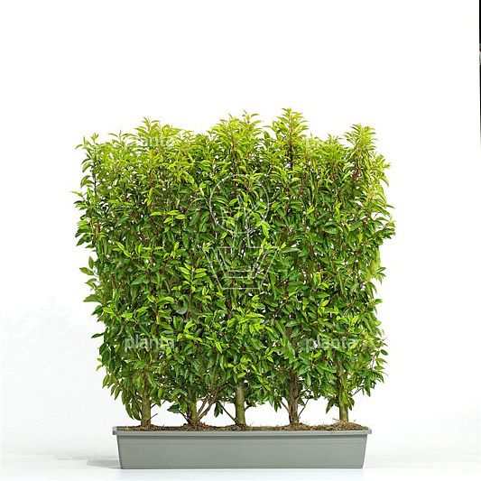 Meeneemhaag 100cm lang x125 tot 150cm hoog