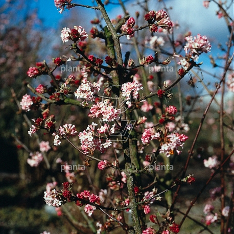 200-250 hoog, meerstammig, draadkluit