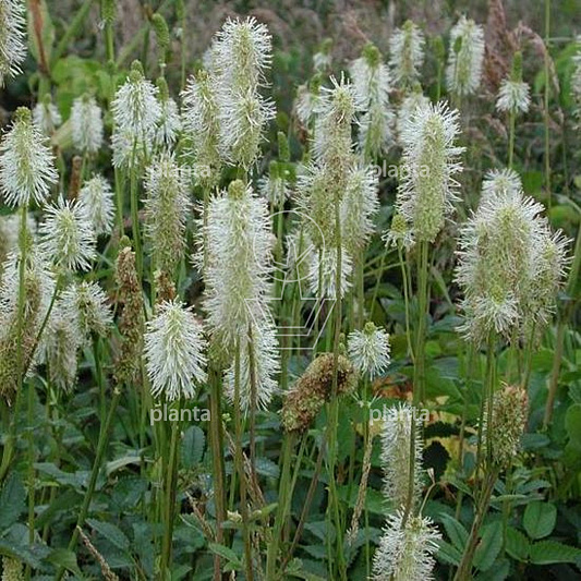 Sanguisorba canadensis