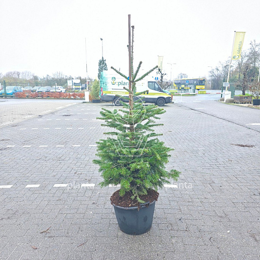 125 tot 150 cm hoog, pot 40 liter