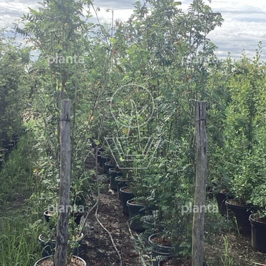 250 tot 300 cm hoog, pot 50 liter