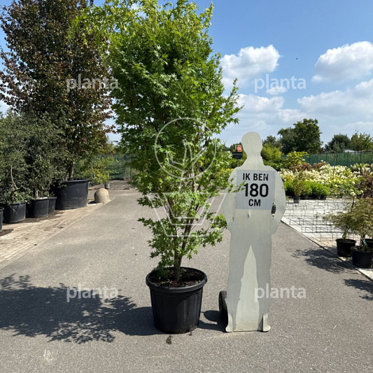 250 tot 300 cm hoog, pot 80 liter