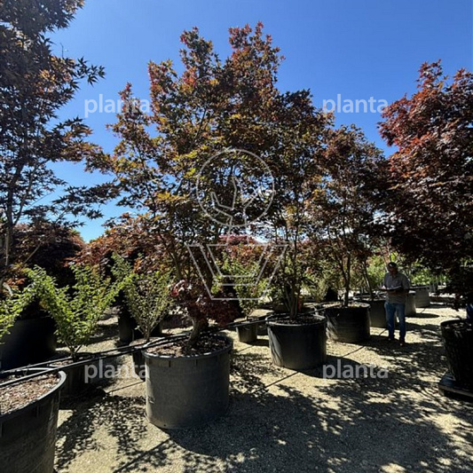 solitaire plant, 400 tot 450 cm hoog, in pot