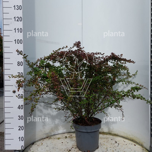 60 tot 80 cm hoog, pot 12 liter