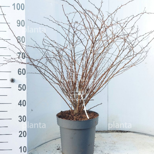60 tot 80 cm hoog, pot 12 liter