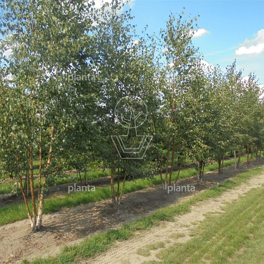 450 tot 500 cm hoog, meerstammig, draadkluit