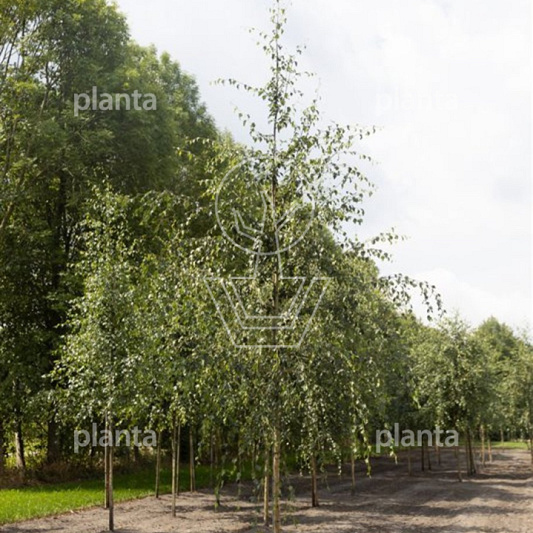 hoogstamboom, stamomtrek 14-16 cm, draadkluit