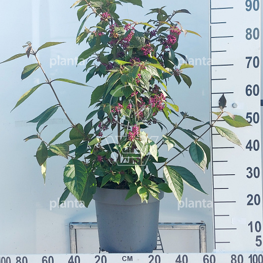 100 tot 125 cm hoog, pot 12 liter