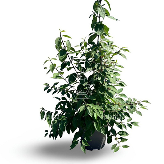 100 tot 125 cm hoog, pot 12 liter