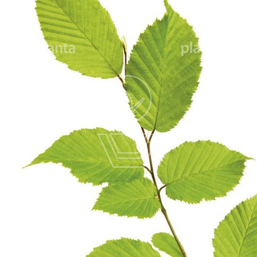Quick Hedge Haagelement 100cm lang x 200cm hoog