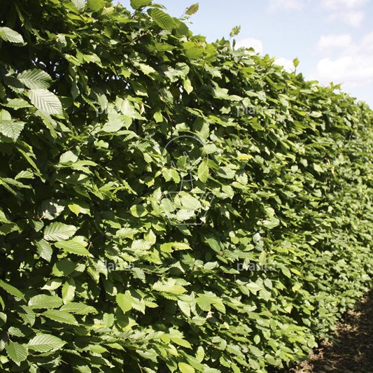 Quick Hedge Haagelement 100cm lang x 200cm hoog