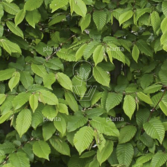 Quick Hedge Haagelement 100cm lang x 200cm hoog