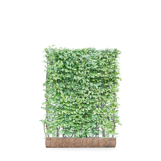 Mobilane kant en klaar haag, LxH 120x155cm, cocopeat 'pot'