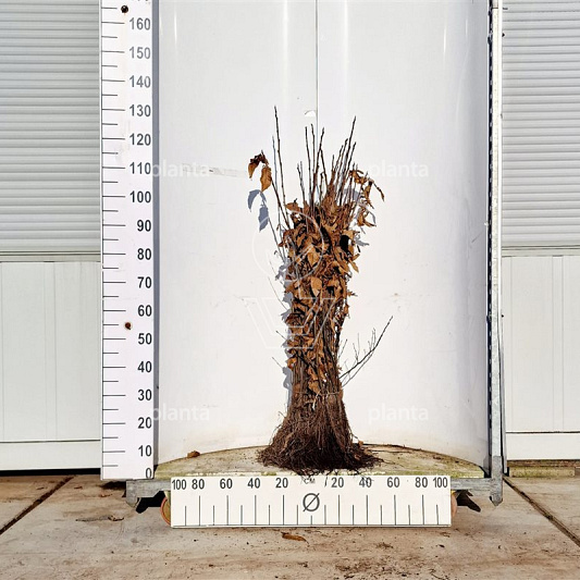 60-100cm hoog, 2jarig wortelgoed, per 25, prijs/stuk