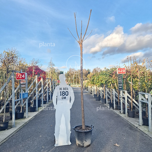 hoogstamboom, stamomtrek 16-18 cm, in pot