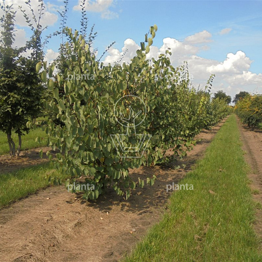 200-250 hoog, meerstammig, draadkluit