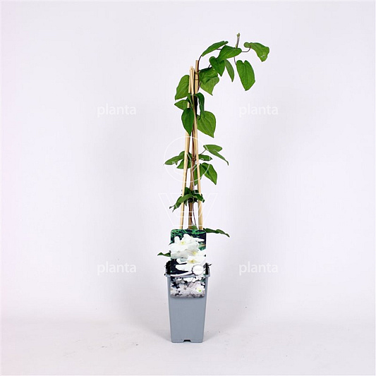50 tot 60 cm hoog, pot 2 liter