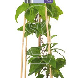 50 tot 60 cm hoog, pot 2 liter