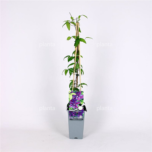 50 tot 60 cm hoog, pot 2 liter