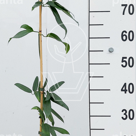 80 tot 100 cm hoog, pot 2 liter
