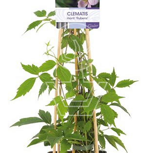 50 tot 60 cm hoog, pot 2 liter