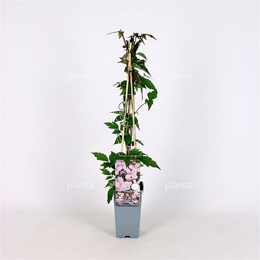 50 tot 60 cm hoog, pot 2 liter