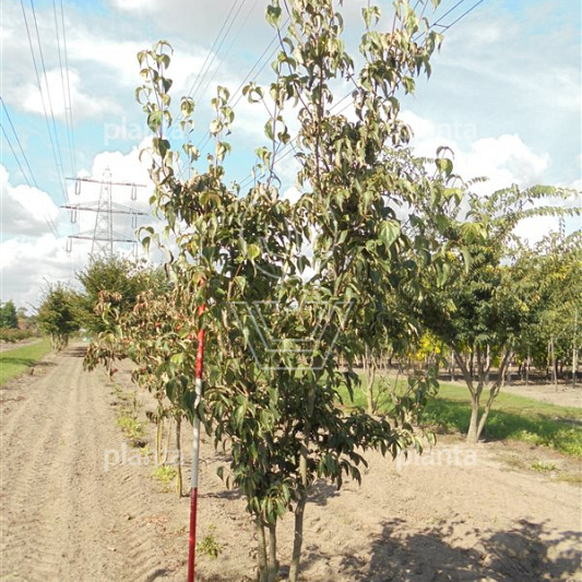 200-250 hoog, meerstammig, draadkluit