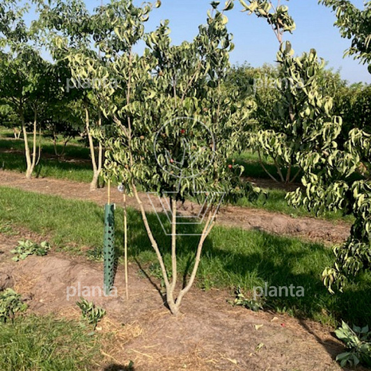 200-250 hoog, meerstammig, draadkluit