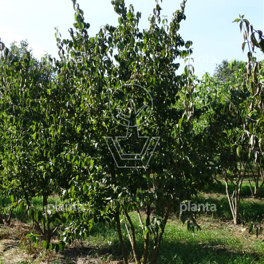 250 tot 300 cm hoog, meerstammig, draadkluit