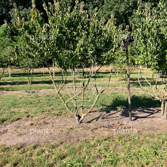 250 tot 300 cm hoog, meerstammig, draadkluit