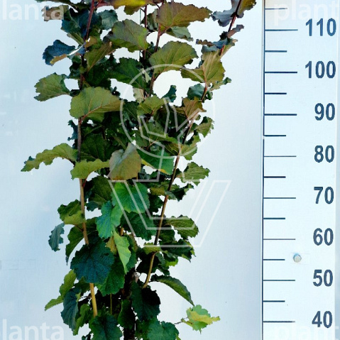 125 tot 150 cm hoog, pot 12 liter