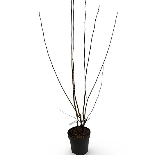 125 tot 150 cm hoog, pot 12 liter
