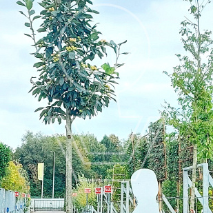 hoogstamboom, stamomtrek 10-12 cm, in pot