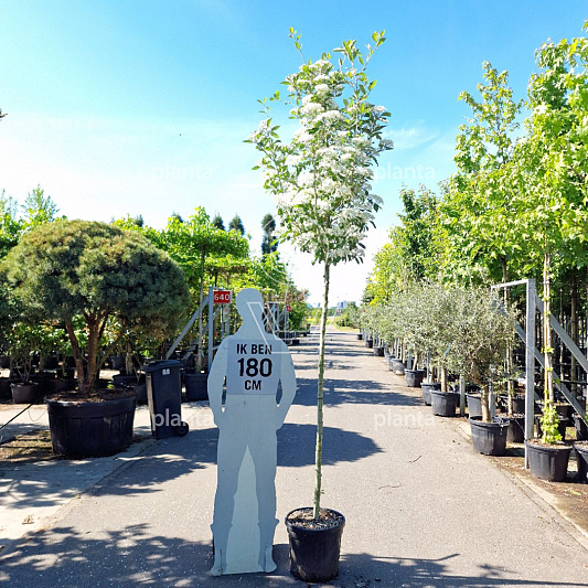 hoogstamboom, stamomtrek 10-12 cm, in pot